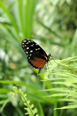 Papillon sur une feuille