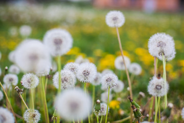 Obraz premium Dandelion clock