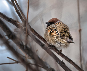 Small bird.  A sparrow sits on a branch