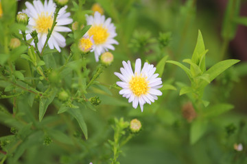 Daisy flowers with yellow center and white petals in vegetation background.