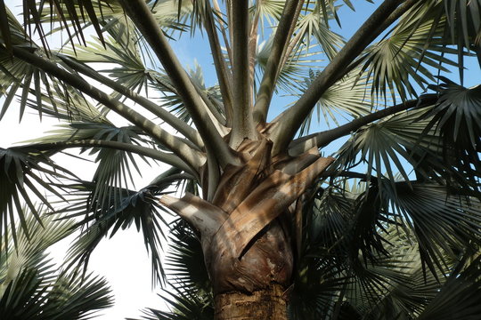 palmier