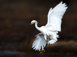 Snowy Egret in flight