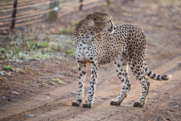 Guepard