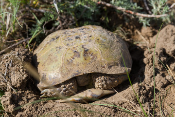 spring turtle in the grass