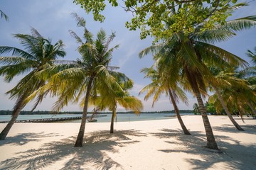 Obraz na płótnie Canvas Tropical Palms Trees on White Sand Beach. Nobody on a Beautiful Beach. Summer Holiday Background.