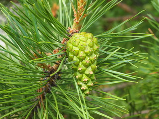 pine tree branch with cone