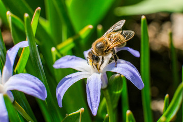 Honey bee collecting pollen from a small blue flower isolated