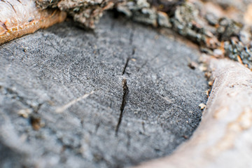 Old wood bark texture with moss 