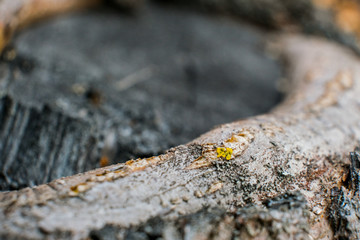 Old wood bark texture with moss 