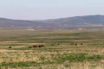 spring in the Kazakh steppe