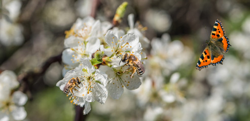 Honigbienen am Pflaumenbaum Banner