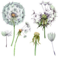 Dandelion blowball with seeds. Watercolor background illustration set. Isolated plant illustration element.