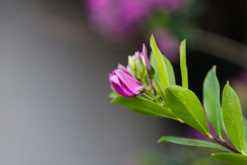 Spring Rhododendron in Bloom