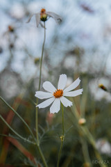 White Kosmos Flower © Alex
