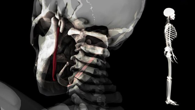 Stylohyoid-real color-3D HUMAN MUSCLE ATLAS