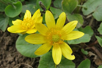 Beautiful yellow caltha flowers in the garden in spring, closeup