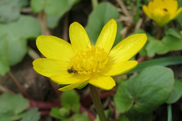 Yellow caltha flower in the garden in spring, closeup