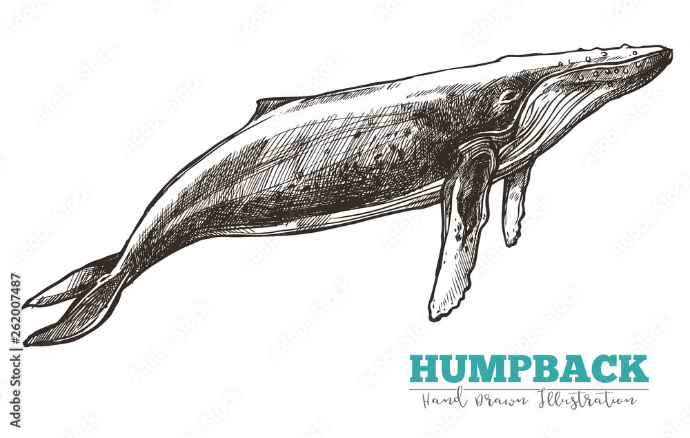 Wall mural hand drawn vector humpback whale. sketch engraving illustration