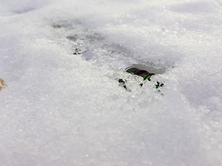 A snow bottle and gum on the snow in winter or spring