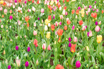 Unusual types of Dutch tulips at an exhibition in the Netherlands