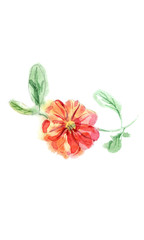 Watercolor hand painted petunia flower