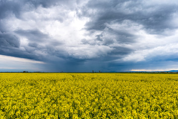 Fototapeta premium Spring agricultural landscape with big rape fields on hill, farmland panorama