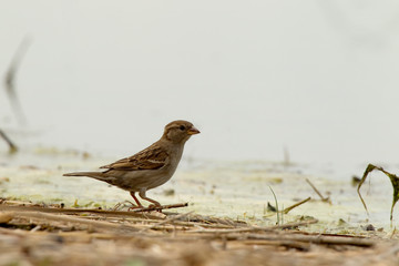 weiblicher Haussperling am veralgtem Ufer