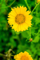 Yellow Flower