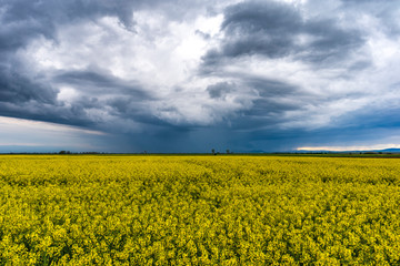 Scenic rural landscape with yellow rape, rapeseed or canola field.