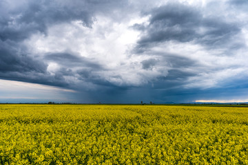 Obraz premium Spring agricultural landscape with big rape fields on hill, farmland panorama
