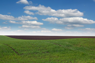Fototapeta na wymiar young green wheat field spring season landscape