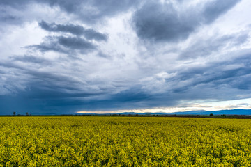 Fototapeta premium Scenic rural landscape with yellow rape, rapeseed or canola field.
