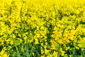 Scenic rural landscape with yellow rape, rapeseed or canola field.