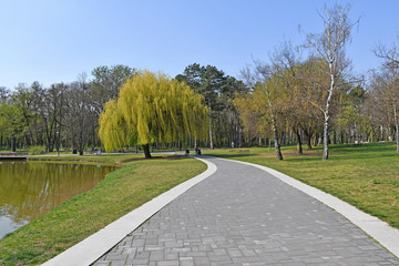 Pond and trees in the woods spring time