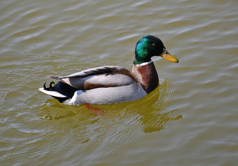 Male wild duck swims on the lake