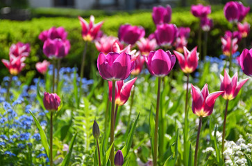 Obraz premium Fioletowe tulipany w ogrodzie