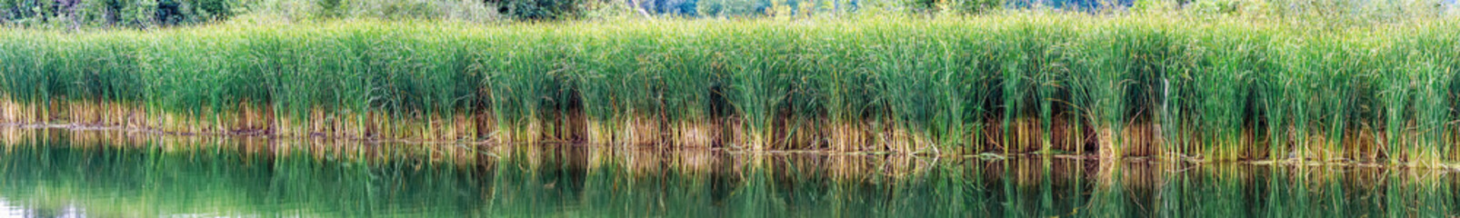 Reed, sedge or reed on a lake or pond. Panoramic photo
