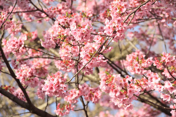 Branch of the blossoming sakura with pink flowers