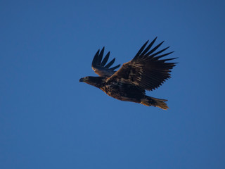 seeadler im flug