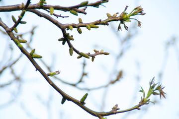 Walnut branches in early spring