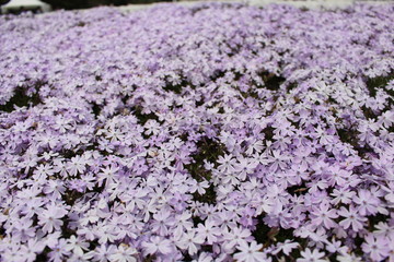Fototapeta premium 富士芝桜