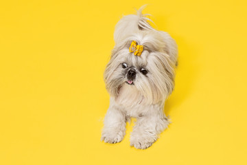 Shih-tzu puppy wearing orange bow. Cute doggy or pet is lying isolated on yellow background. The Chrysanthemum Dog. Negative space to insert your text or image.