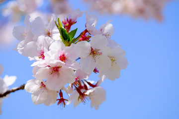 桜と青空