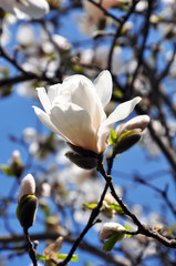 Fototapeta premium Fragrant white magnolia flower on the tree