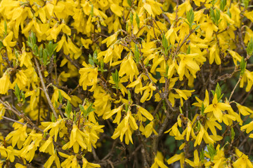 Forsythia - yellow flowers in detail.