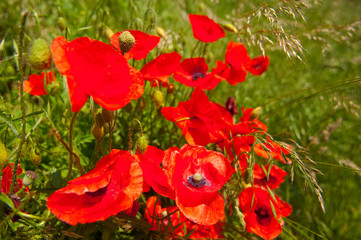 mohn