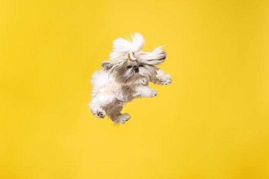 Shih-tzu puppy wearing orange bow. Cute doggy or pet is jumping isolated on yellow background. The Chrysanthemum Dog. Negative space to insert your text or image.