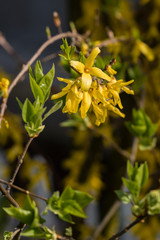 Forsythia - yellow flowers in detail.