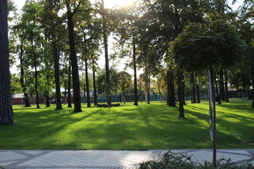 trees in the park