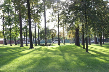 Obraz premium trees in the park
